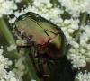 Cetonia aurata